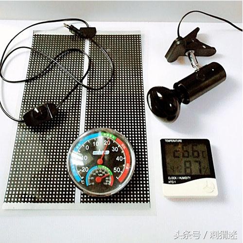 如何喂养宠物刺猬，如何家养刺猬宠物（先准备好这些再说）
