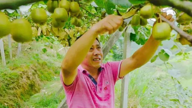 深山野生小猕猴桃怎么吃，资源县仿野生红心猕猴桃