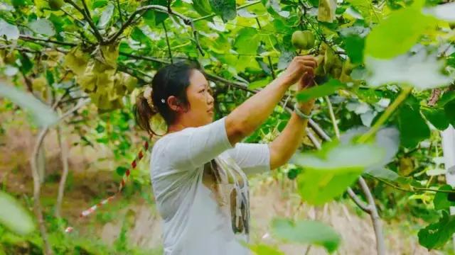 深山野生小猕猴桃怎么吃，资源县仿野生红心猕猴桃