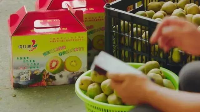 深山野生小猕猴桃怎么吃，资源县仿野生红心猕猴桃