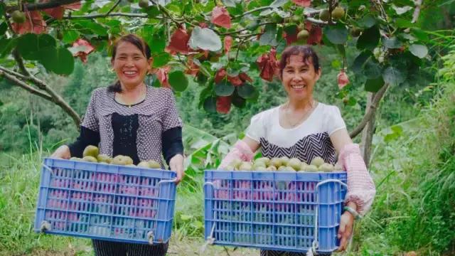 深山野生小猕猴桃怎么吃，资源县仿野生红心猕猴桃