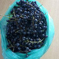 山葡萄酒的制作方法，山葡萄酒的酿制方法（自制山葡萄酒的做法）