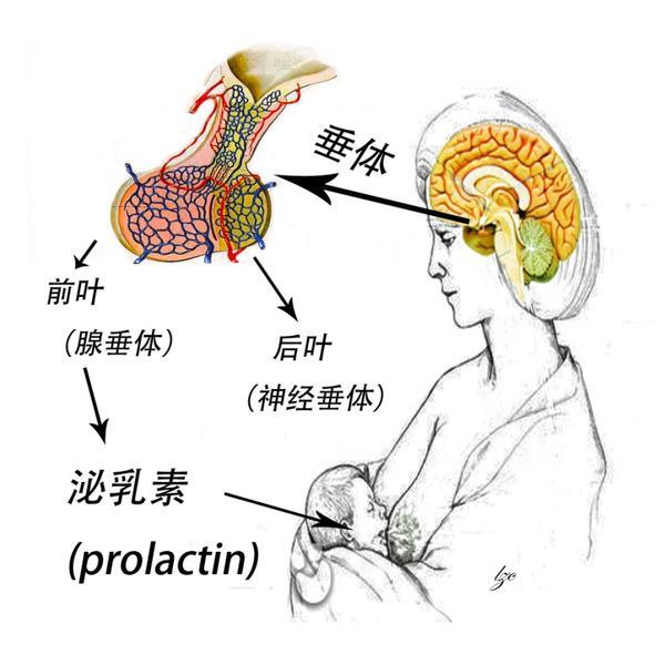 未孕催乳药怎么服用，未孕催乳吃什么药（垂体催乳素腺瘤药物治疗要注意哪些）