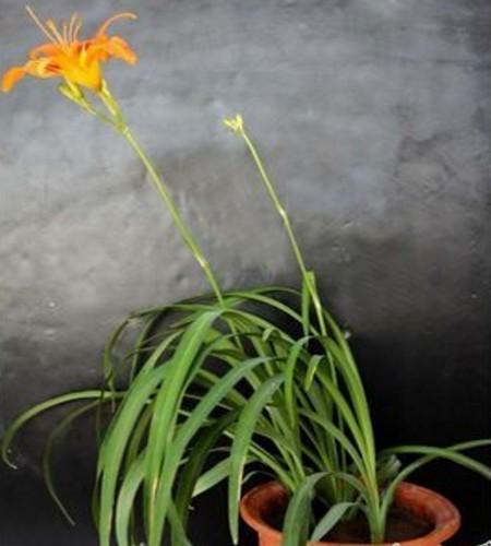忘忧草是什么意思，忘忧草花语（忘忧草花语象征与寓意）