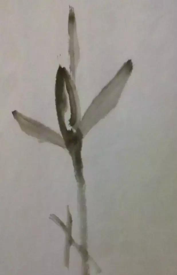 怎样简单画兰花，怎样简单画猴子（一学就会：兰花的写意画法）