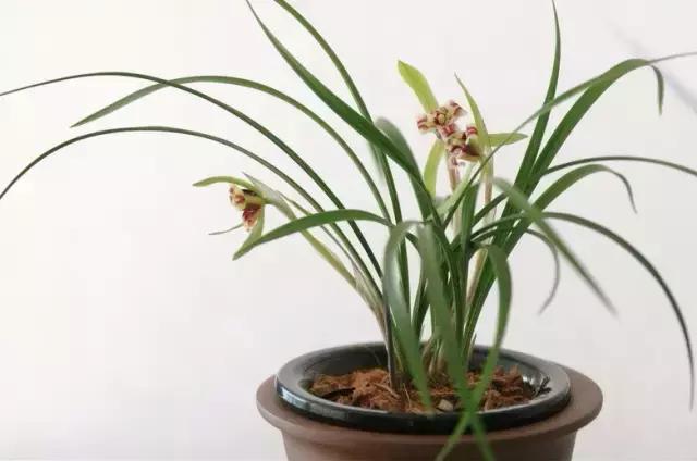 怎样简单画兰花，怎样简单画猴子（一学就会：兰花的写意画法）