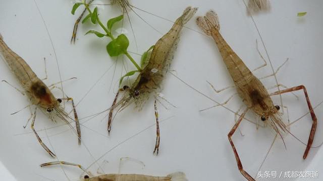小虾吃什么怎么养活,小虾吃什么食物(你真的懂怎么养殖河虾)