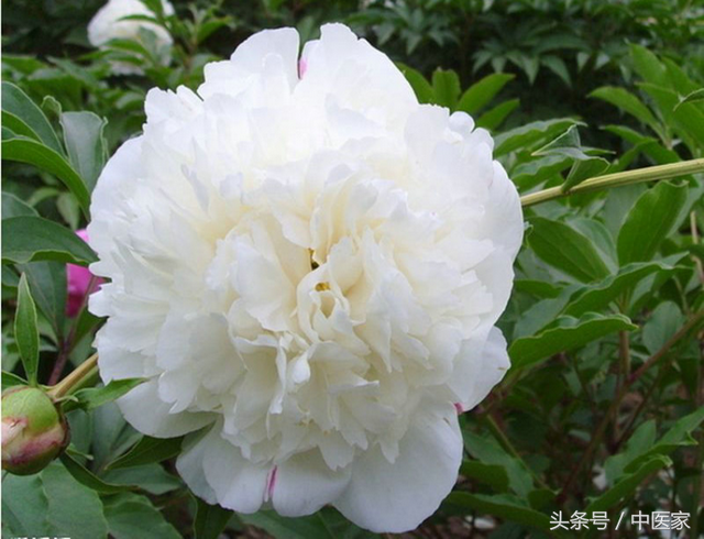 炒白芍的功效与作用，炒白芍的功效与作用的功能与主治与用量（花开三月破阴寒）