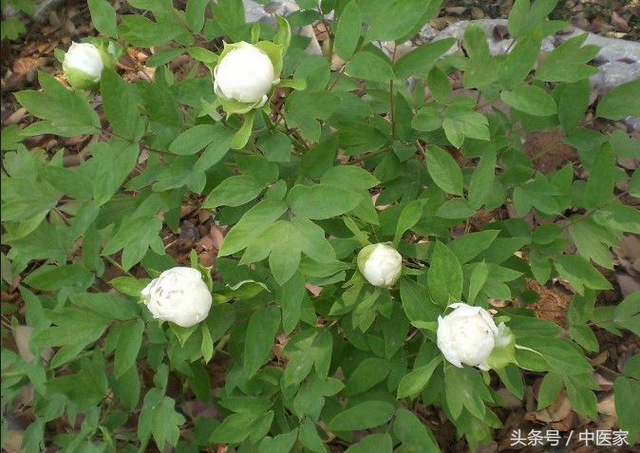 炒白芍的功效与作用，炒白芍的功效与作用的功能与主治与用量（花开三月破阴寒）