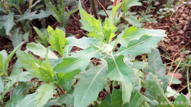 七七菜的功效与作用,七七菜的功效与作用图片(能吃,能止血,能治病)