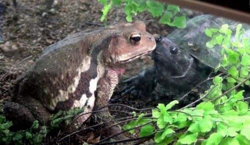 乌龟冬天怎么养，冬天小乌龟要怎么养（冬天家庭养龟须知）