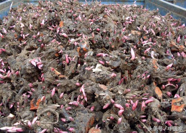 炒白芍的功效与作用，炒白芍的功效与作用的功能与主治与用量（花开三月破阴寒）