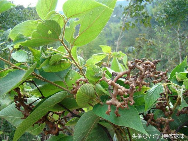 拐棗泡酒的功效與作用,拐棗泡酒的功效和作用(農村這種北方人很少見的