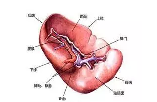 五脏六腑的意思，中医五脏六腑是什么