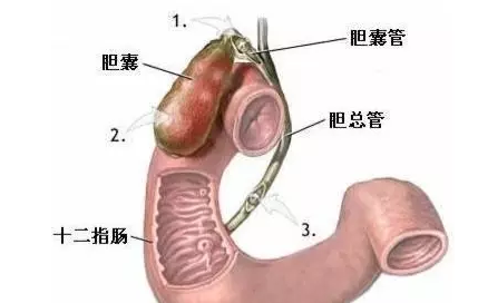 五脏六腑的意思，中医五脏六腑是什么