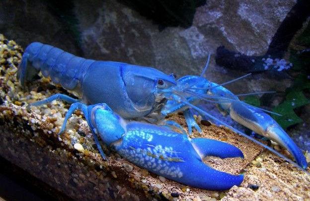 蓝魔虾怎么分公母图片