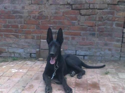 杜高犬舍，黑狼犬犬舍的构造和选择介绍（国内最好的杜高犬舍）