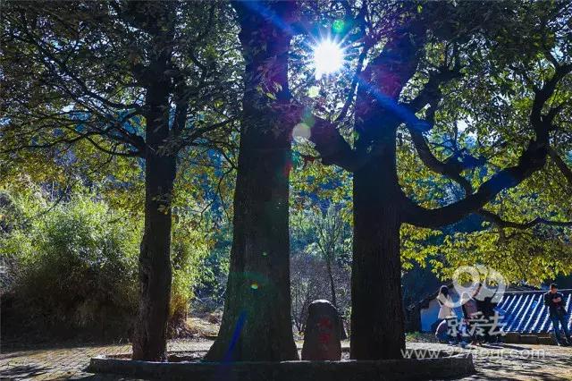 彝族马樱花节的传说，苗族花坡节的来历（马缨花为什么会这样红）