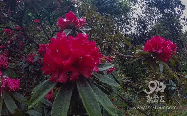 彝族马樱花节的传说，苗族花坡节的来历（马缨花为什么会这样红）