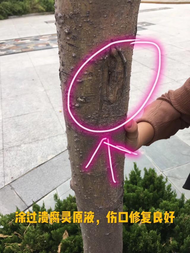 海棠果树怎样养护才能结多果，海棠果怎么养（果树海棠长势这么好）