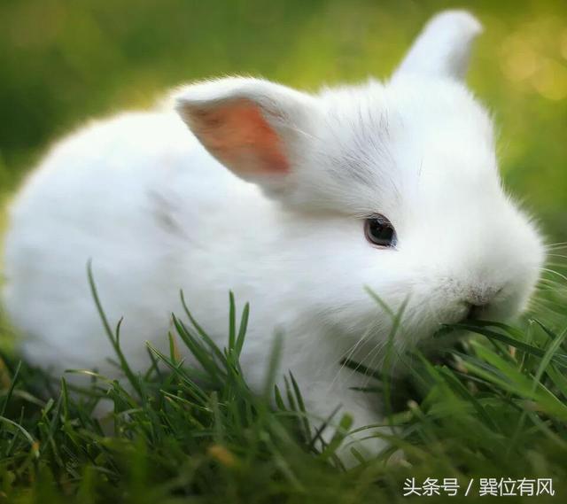 兔子是怎么叫的，兔子是怎么叫的啊（兔子为什么叫兔子）