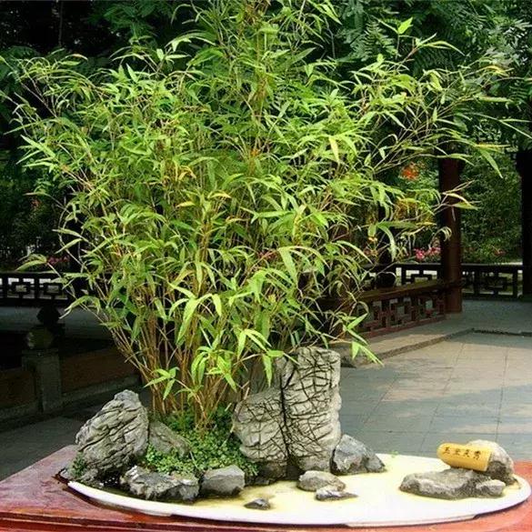 竹的花语，竹的花语和寓意（家里养5种“吉祥竹”）