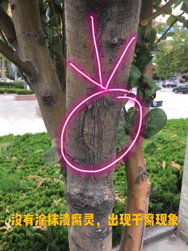 海棠果树怎样养护才能结多果，海棠果怎么养（果树海棠长势这么好）