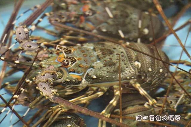 蜘蛛蟹的做法,蜘蛛蟹怎么煮(只隔着一个海鲜市场) 蜘蛛蟹的做法,蜘蛛蟹怎么煮(只隔着一个海鲜市场)