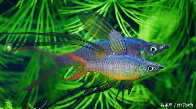 燕子美人，著名的“鱼缸六大美人”（燕子美人鱼）