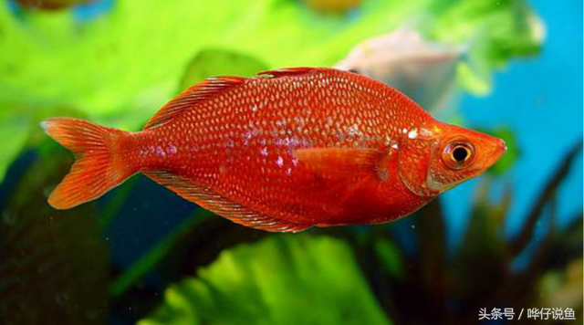 燕子美人，著名的“鱼缸六大美人”（燕子美人鱼）