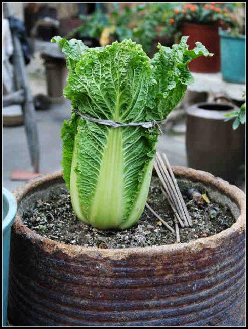 冬天吃什么菜好，冬天吃什么菜最好（下雪天冻不死）