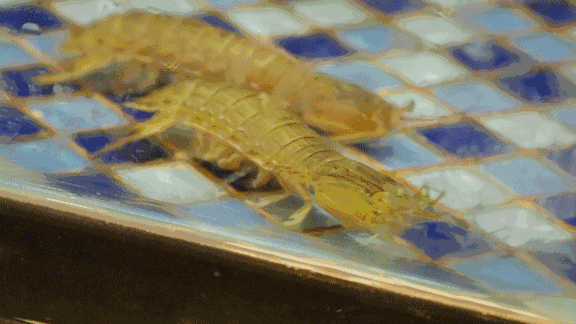 蜘蛛蟹的做法，蜘蛛蟹怎么煮（只隔着一个海鲜市场）