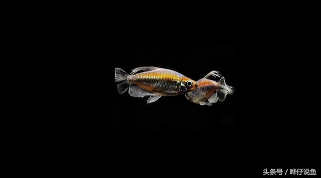 燕子美人，著名的“鱼缸六大美人”（燕子美人鱼）