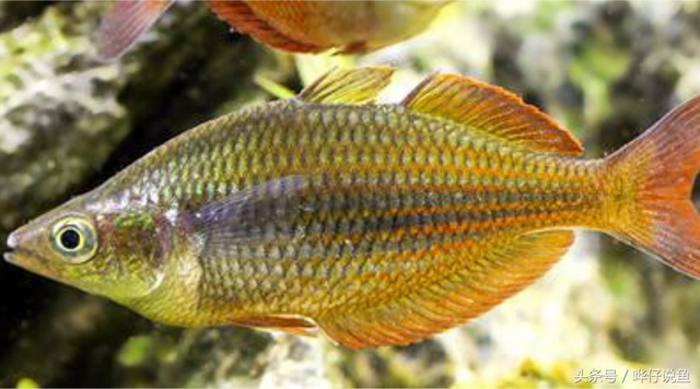 燕子美人，著名的“鱼缸六大美人”（燕子美人鱼）