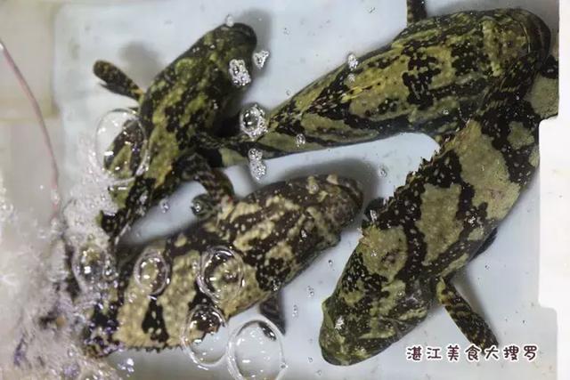 蜘蛛蟹的做法,蜘蛛蟹怎么煮(只隔着一个海鲜市场) 蜘蛛蟹的做法,蜘蛛蟹怎么煮(只隔着一个海鲜市场)