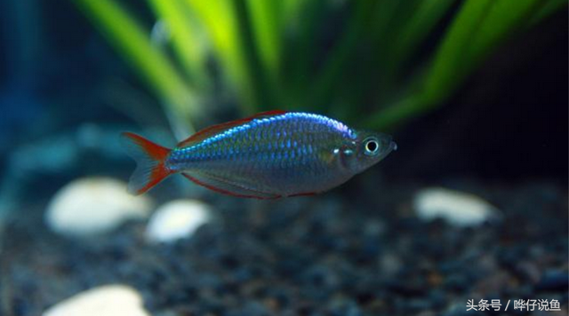 燕子美人，著名的“鱼缸六大美人”（燕子美人鱼）