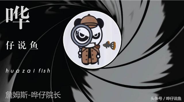 大铅笔鱼可以和什么鱼混养，大铅笔鱼能和虎鱼混养吗（解密鱼缸里著名的“两根铅笔”谜团）