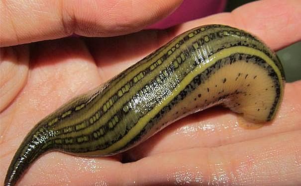 蚂蝗怕什么，蚂蝗怕什么草药（蚂蟥这样处理它也会出血）