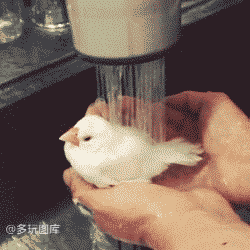 韩红的这个鸡儿是什么梗，韩红 你是哪一个（搞笑GIF：教练说减肥）