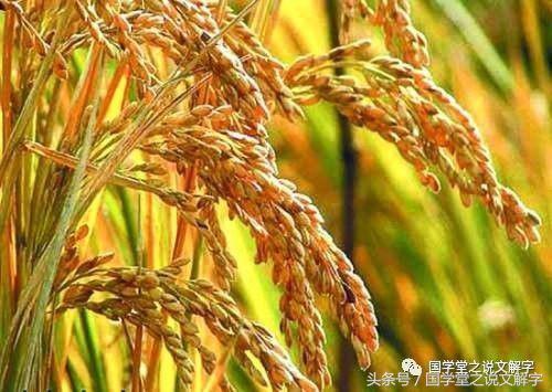 苟且是什么意思，苟且之事是什么意思（说文解字：偷、盗、窃的区别）