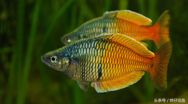 燕子美人，著名的“鱼缸六大美人”（燕子美人鱼）