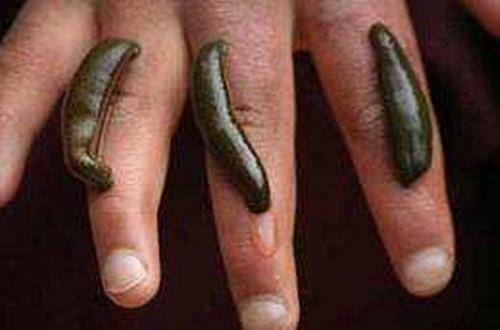 蚂蝗怕什么，蚂蝗怕什么草药（蚂蟥这样处理它也会出血）