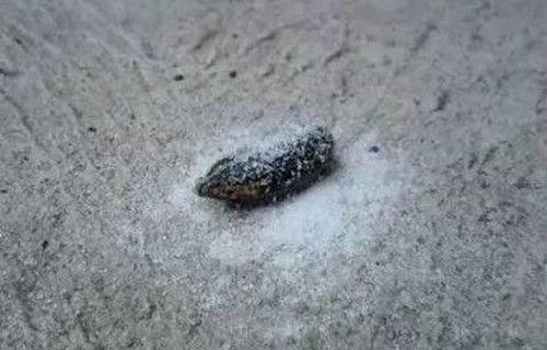 蚂蝗怕什么，蚂蝗怕什么草药（蚂蟥这样处理它也会出血）
