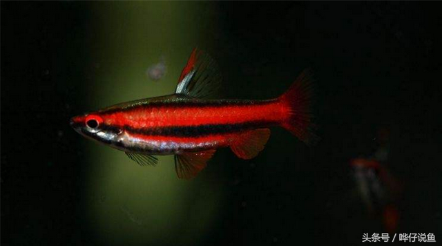 大铅笔鱼可以和什么鱼混养，大铅笔鱼能和虎鱼混养吗（解密鱼缸里著名的“两根铅笔”谜团）