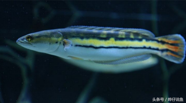 大铅笔鱼可以和什么鱼混养，大铅笔鱼能和虎鱼混养吗（解密鱼缸里著名的“两根铅笔”谜团）