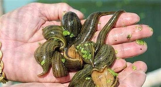 蚂蝗怕什么，蚂蝗怕什么草药（蚂蟥这样处理它也会出血）