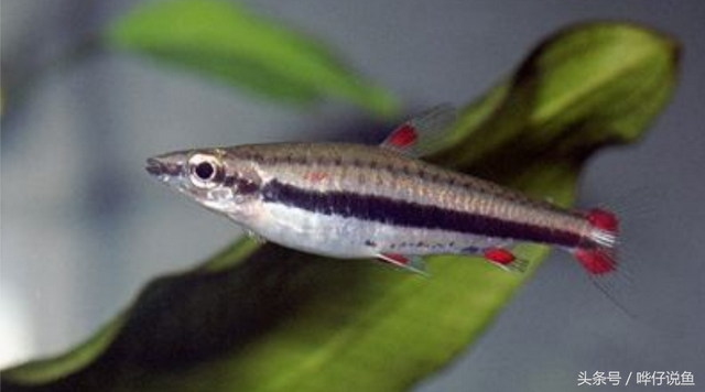 大铅笔鱼可以和什么鱼混养，大铅笔鱼能和虎鱼混养吗（解密鱼缸里著名的“两根铅笔”谜团）