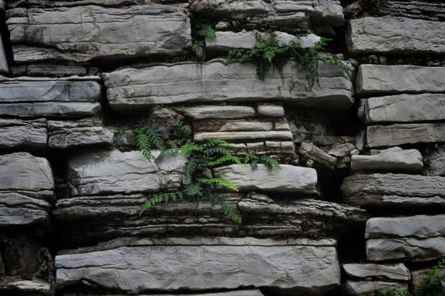 坚强的石头歌词，我是一颗小小的石头原唱（《坚强的石头》）