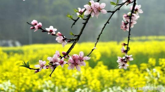 诗词欣赏：每人一首代表作之朱熹、秦观、赵长卿、贺铸、黄庭坚