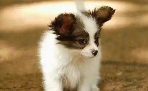 狗狗聪明排行榜前十名，小型狗狗聪明排行榜前十名（十大聪明可爱狗狗和十大蠢萌的狗狗排行榜）